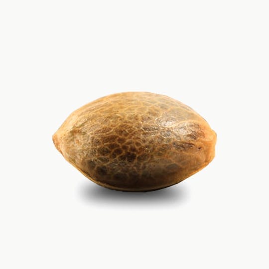 Pura Vida Seeds - Wolaba Dreams - 1