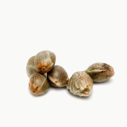 Low Cost Seeds Bank - BIG WIDOW - 1