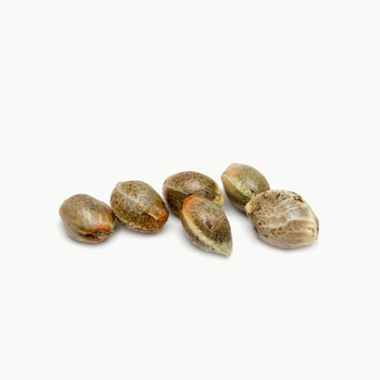 Low Cost Seeds Bank - CATALIZE SKUNK - 1