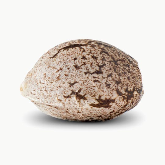 Low Cost Seeds Bank - AK AUTO - 1