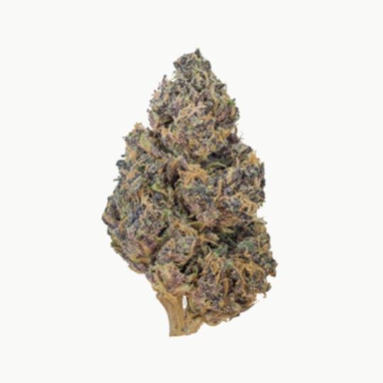 Grown Rogue - Grown Rogue | Violet Femme | Flower - 1