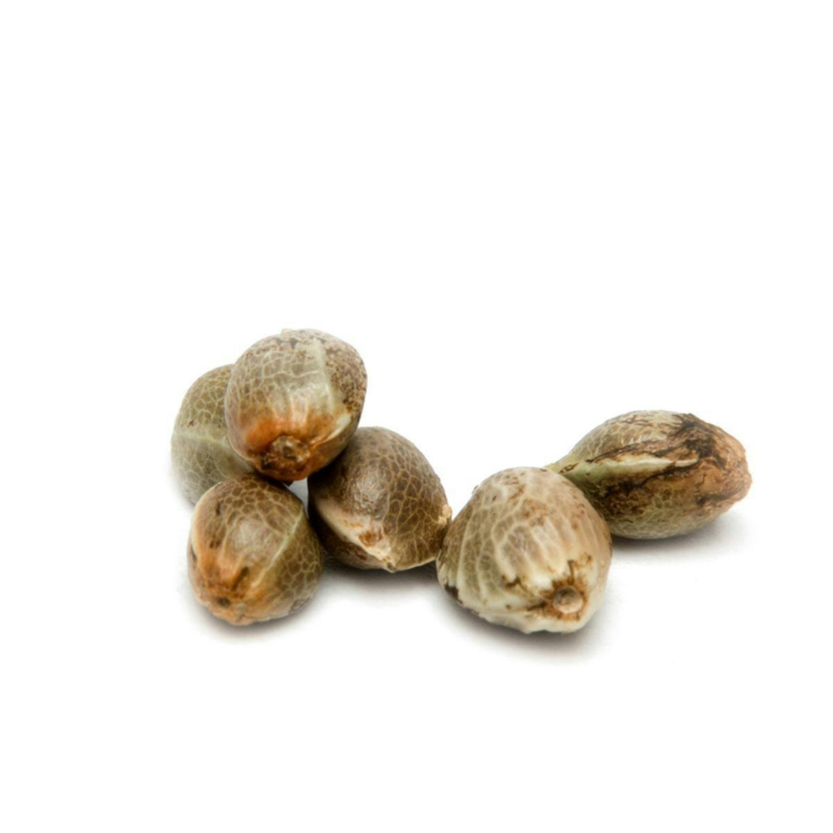 City Seeds Bank - Black Widow Feminized - 1