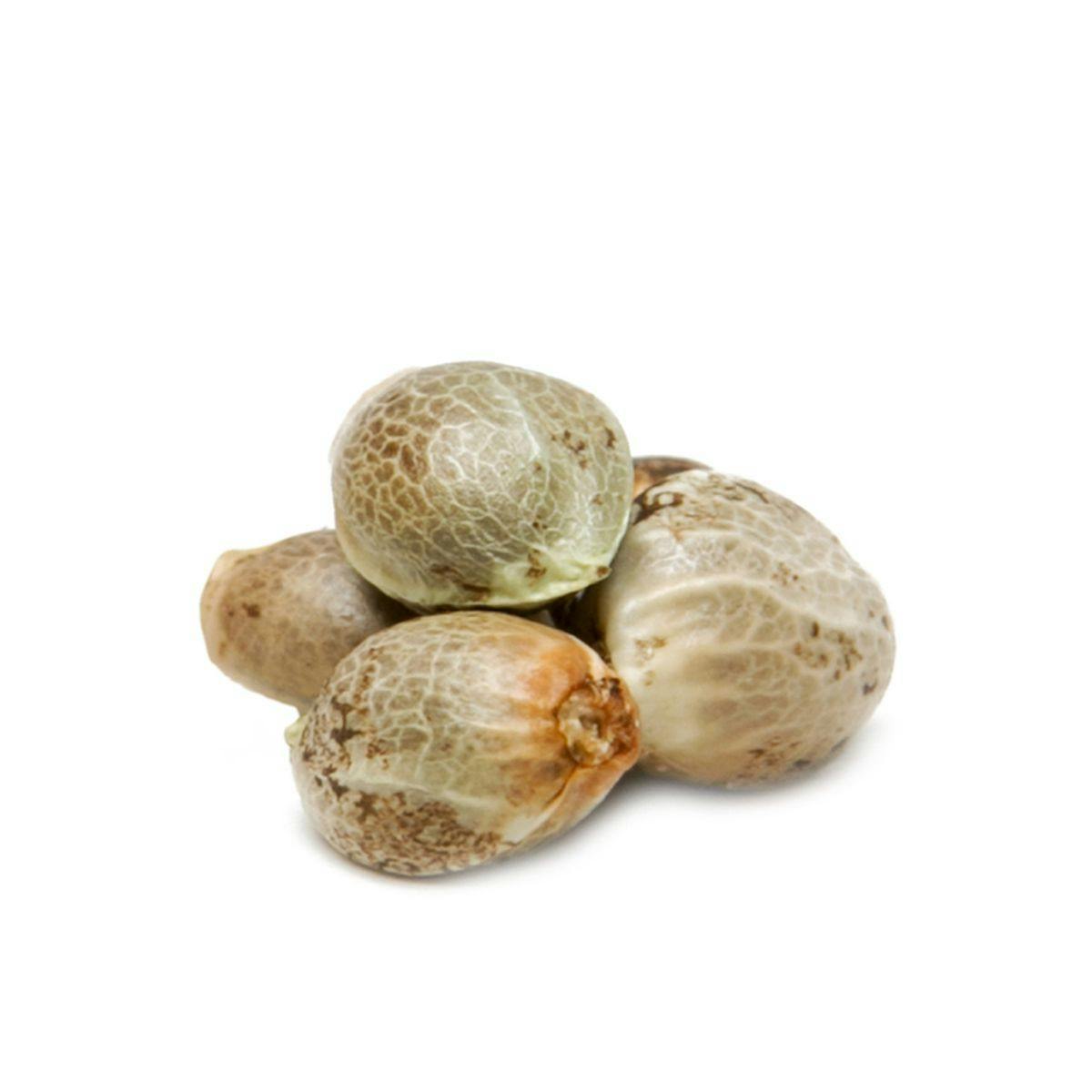 City Seeds Bank - Special Kush Feminized - 1