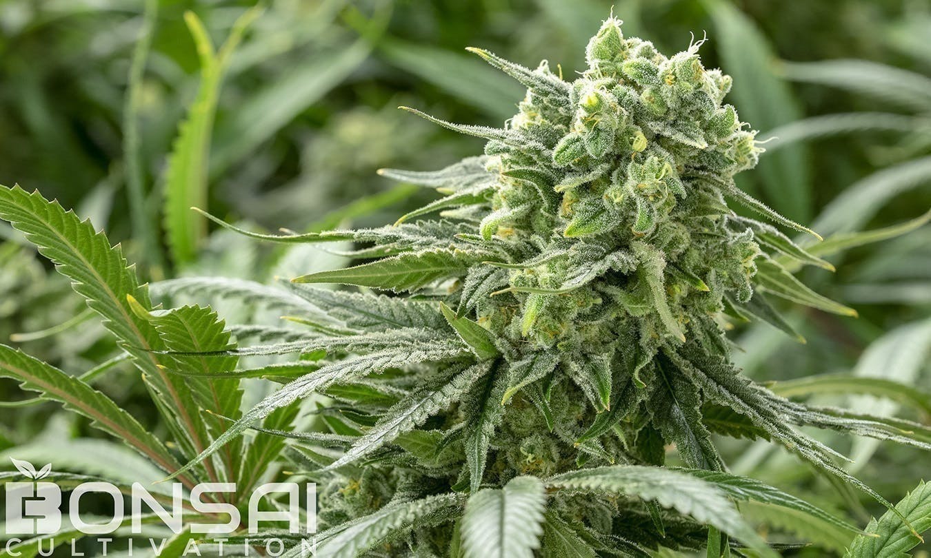 Bonsai Cultivation - Bonsai Cultivation | Tahoe OG | Flower - 1