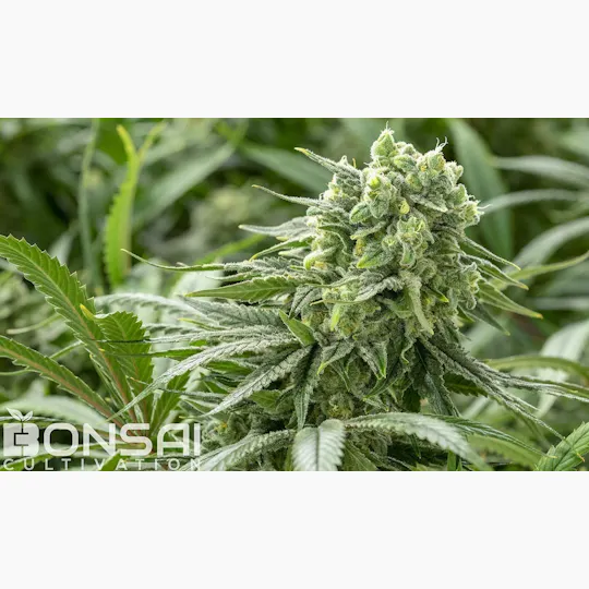Bonsai Cultivation - Bonsai Cultivation | Tahoe OG | Flower - 1