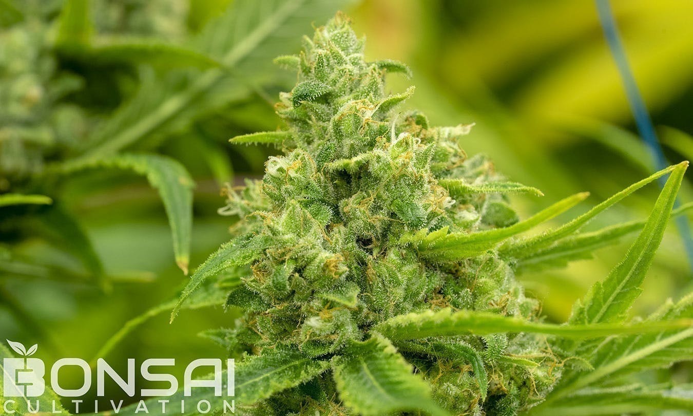 Bonsai Cultivation - Bonsai Cultivation | Sueno | Flower - 1