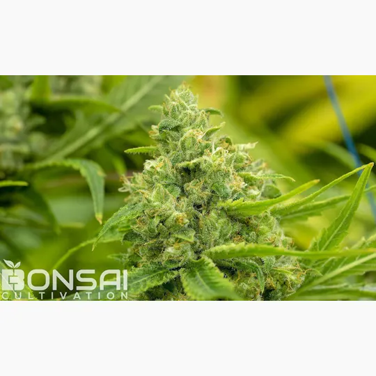 Bonsai Cultivation - Bonsai Cultivation | Sueno | Flower - 1