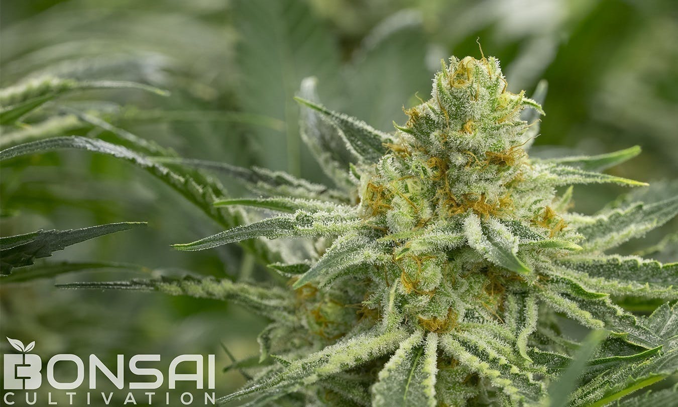 Bonsai Cultivation - Bonsai Cultivation | Rainmaker | Flower - 1