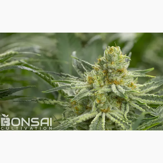 Bonsai Cultivation - Bonsai Cultivation | Rainmaker | Flower - 1
