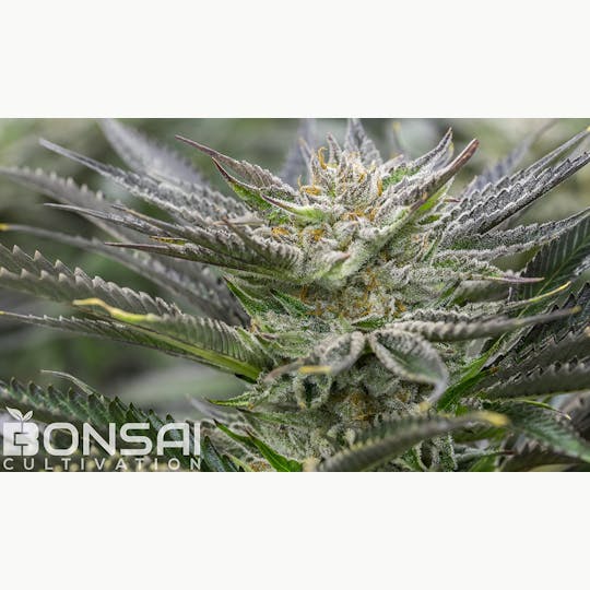 Bonsai Cultivation - Alien BooBerries - 1