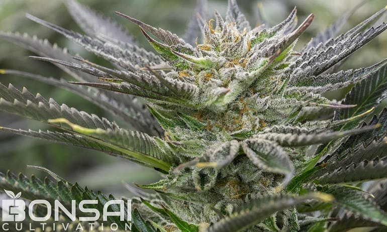 Bonsai Cultivation - Bonsai Cultivation | Alien BooBerries | Flower - 1