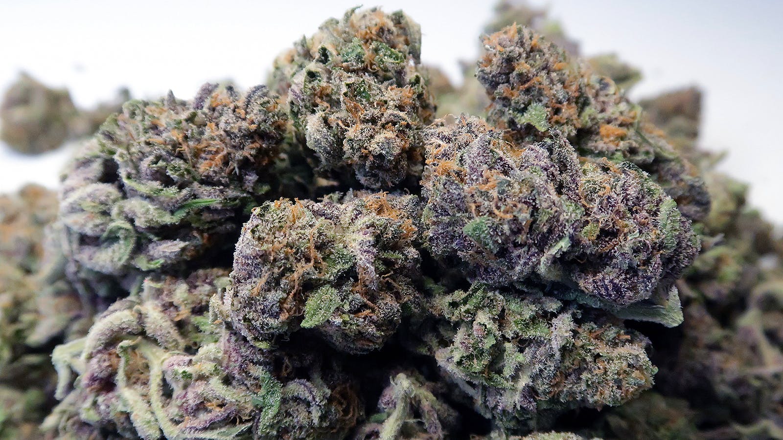 High Tide Organics - Purple Urkle - 1
