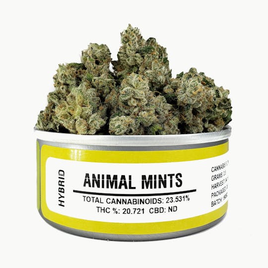 Space Monkey Meds - Animal Mints - 1