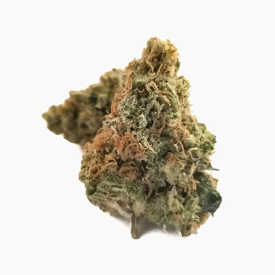 Harvest - Harvest | Cinderella 99 | Big Buds | 14g - 1