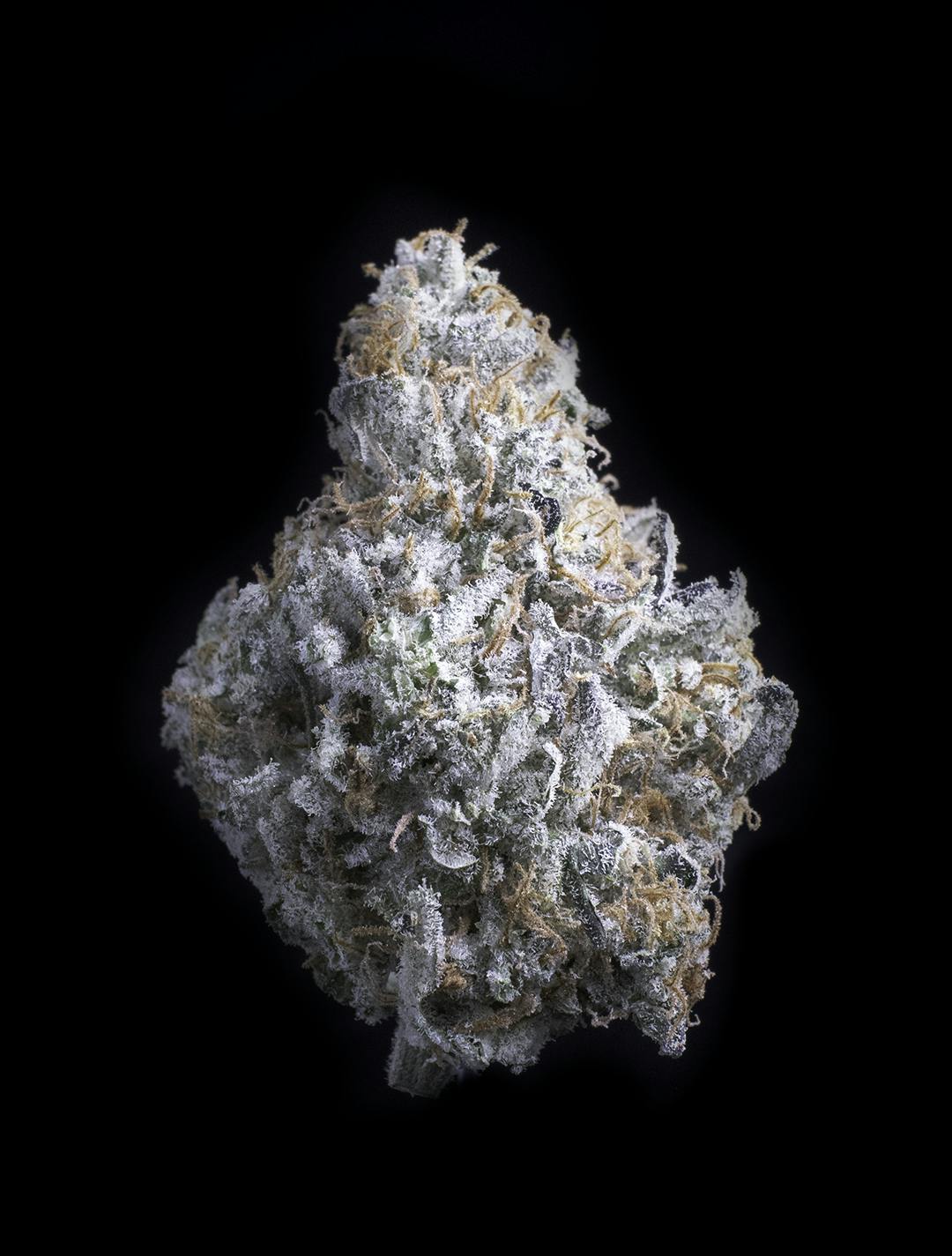 Falcanna - Diesel Thai - 1