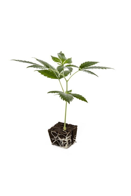 plants4friends - Sativa Clones - 1