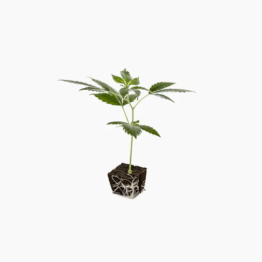 plants4friends - Sativa Clones - 1