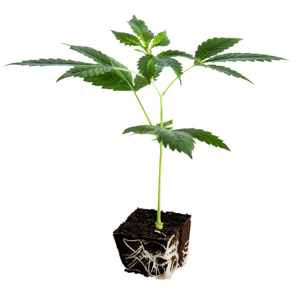 plants4friends - Indica Clones - 1