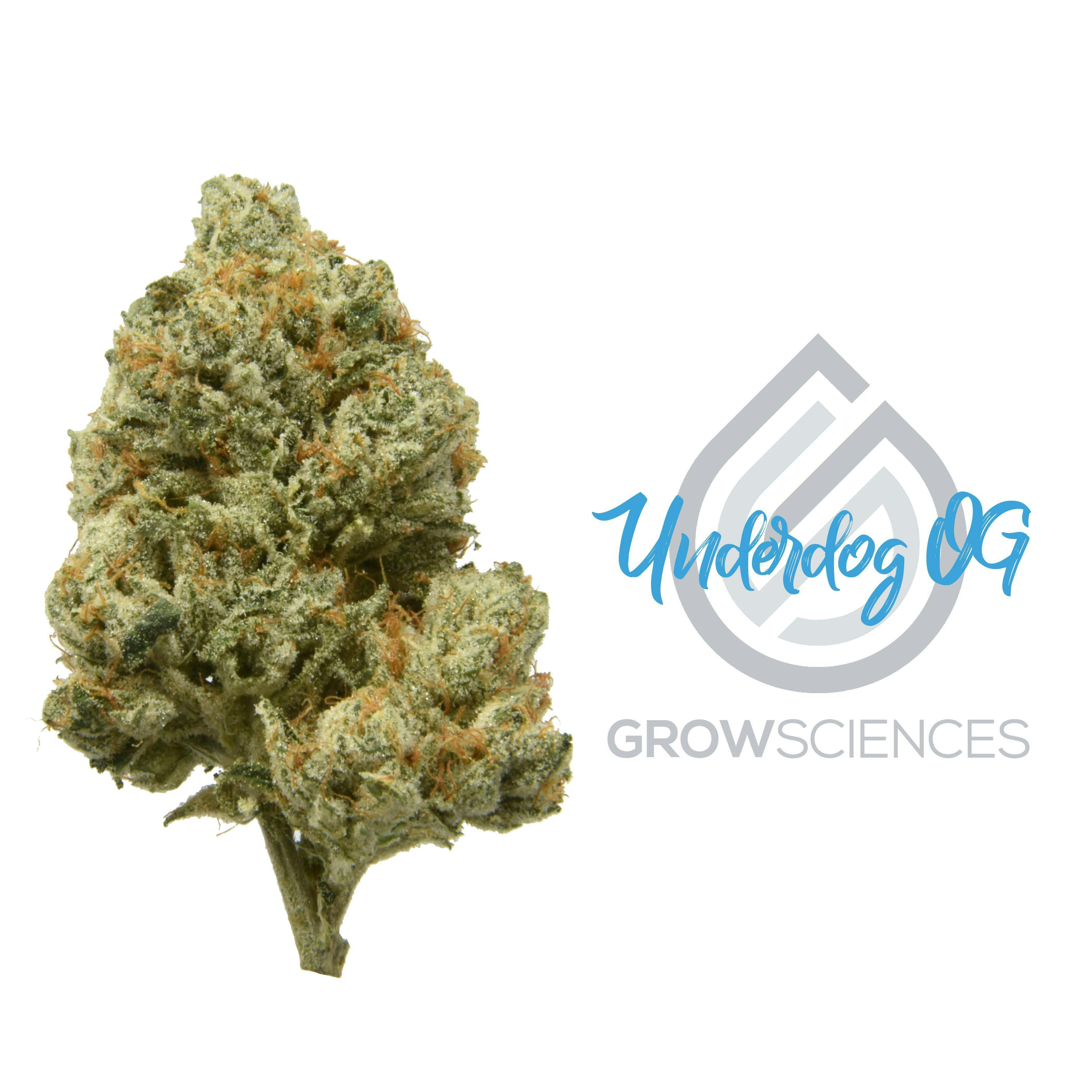 Grow Sciences - Underdog OG - 1