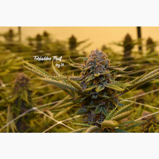 Grow Sciences - Forbidden Fruit - 1