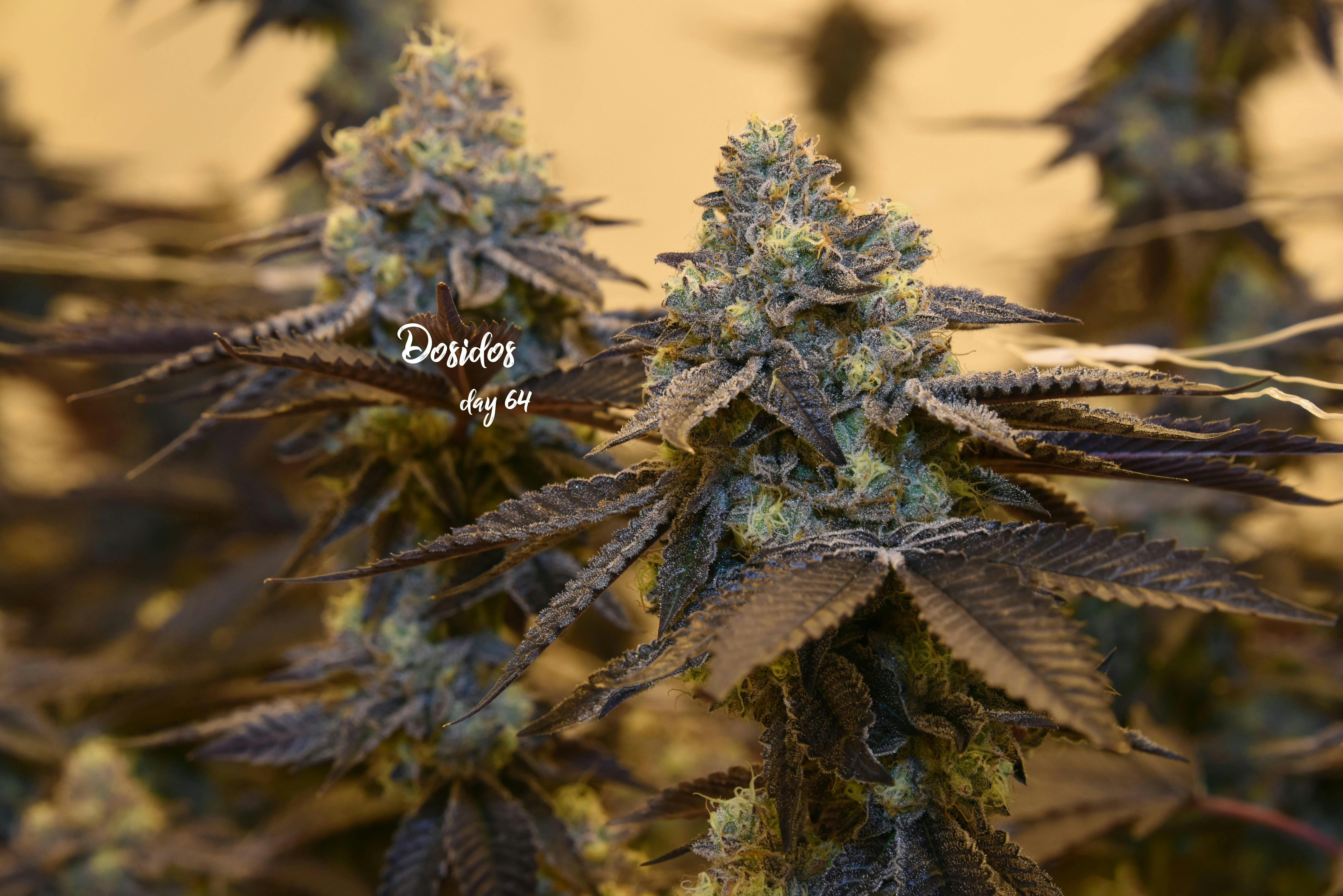 Grow Sciences - Dosidos - 1