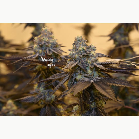 Grow Sciences - Dosidos - 1