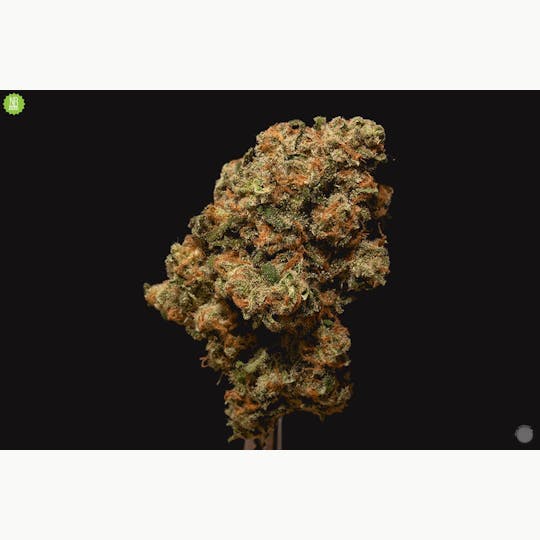 Natty Rems - Jack Flash - 1