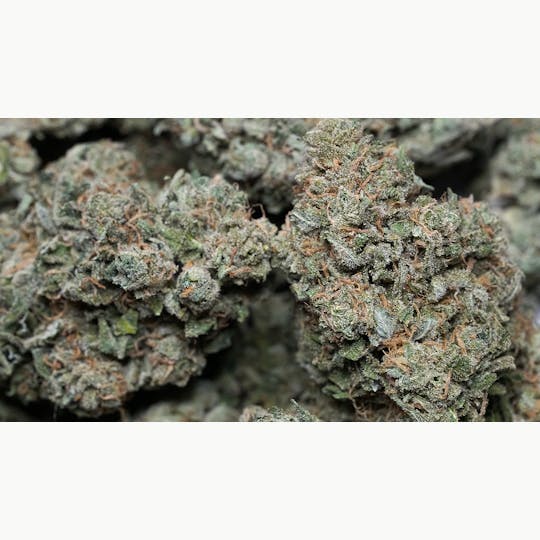 High Tide Organics - Dream Queen - 1