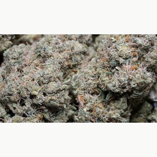 High Tide Organics - Silver Haze - 1