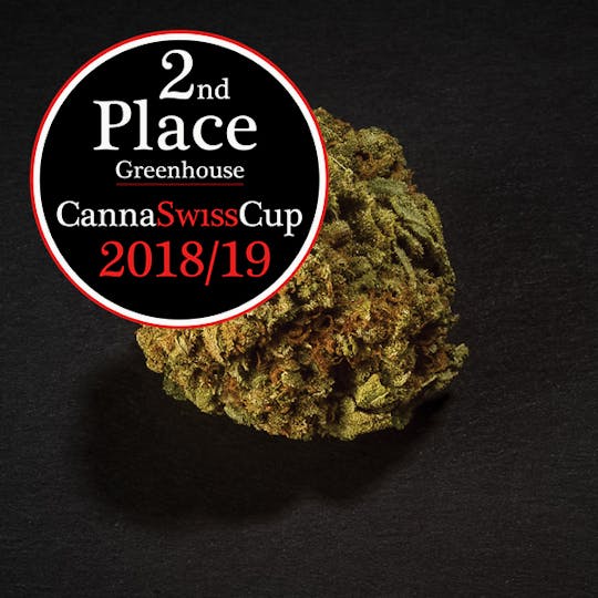 Zitronic Switzerland - BIO CHRONiC Pure – Bio Tonic - Greenhouse - 1