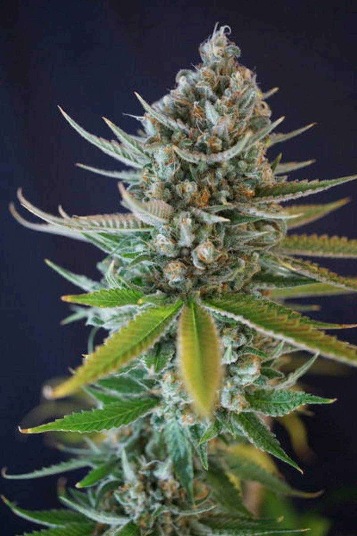 Colorado Seed Inc - DOOBIEBIRD DAYDREAM - 1