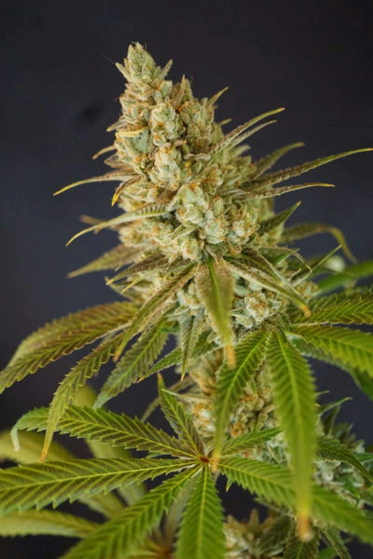 Colorado Seed Inc - GUPTILLA - 1