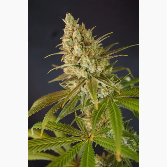 Colorado Seed Inc - GUPTILLA - 1