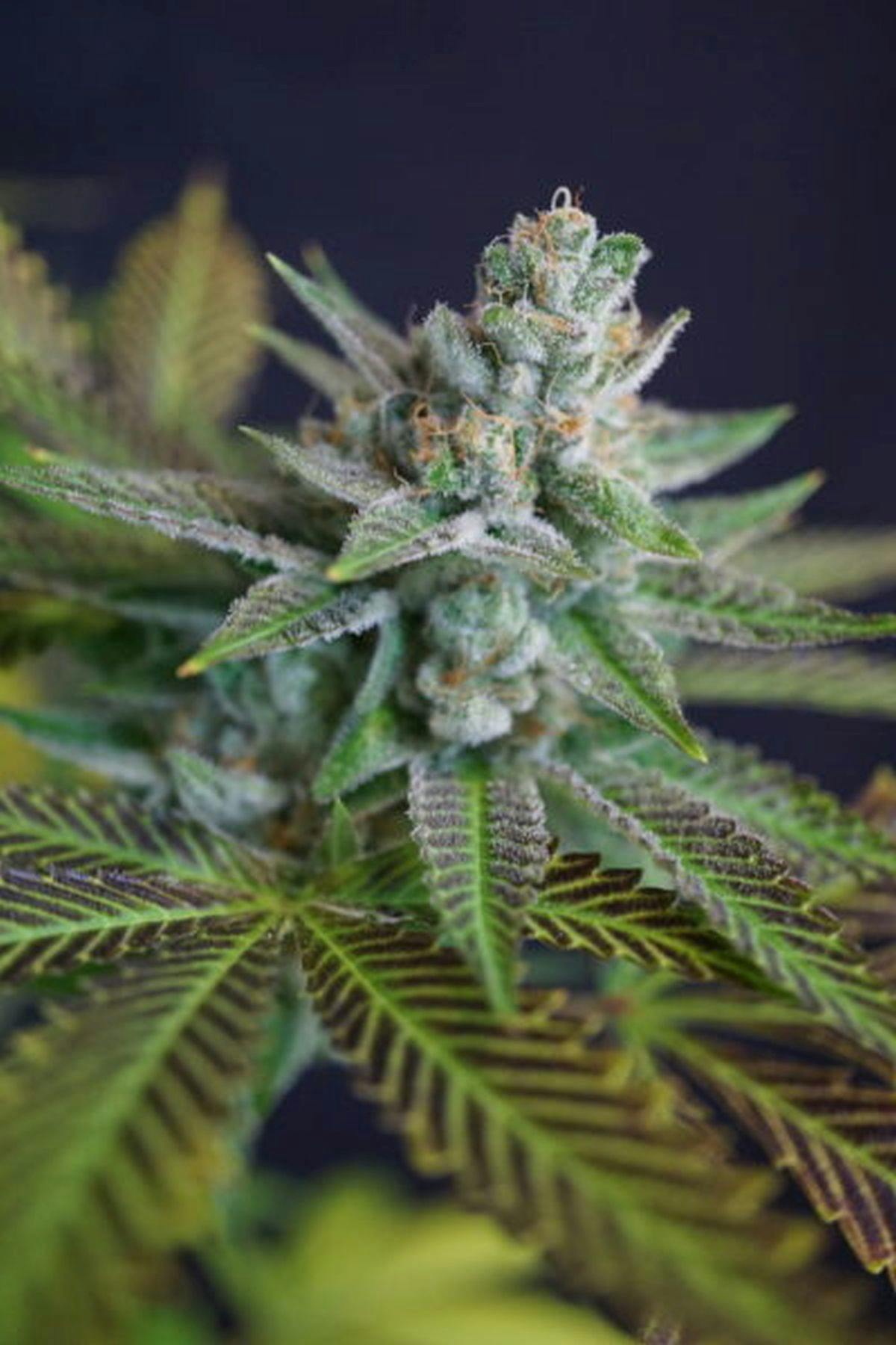 Colorado Seed Inc - NIGHT NURSE - 1