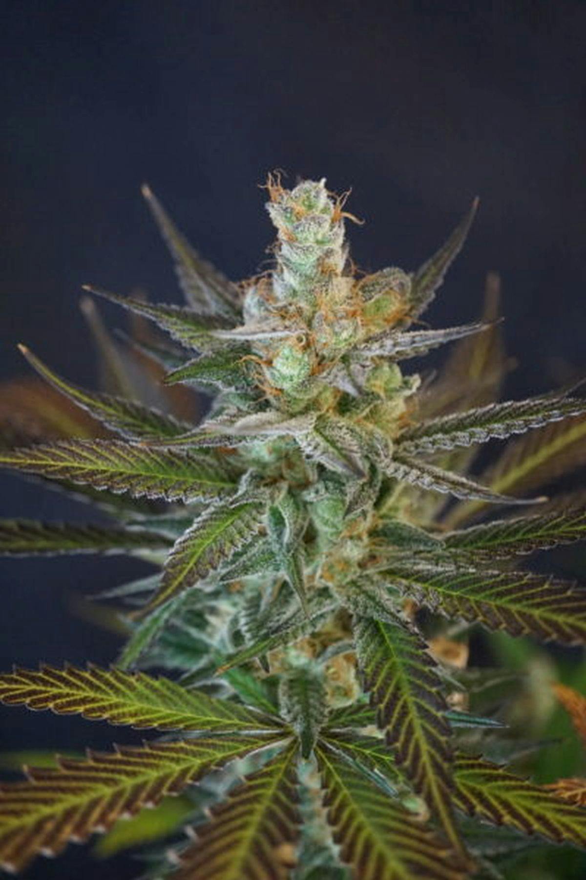 Colorado Seed Inc - SWEET NINA - 1