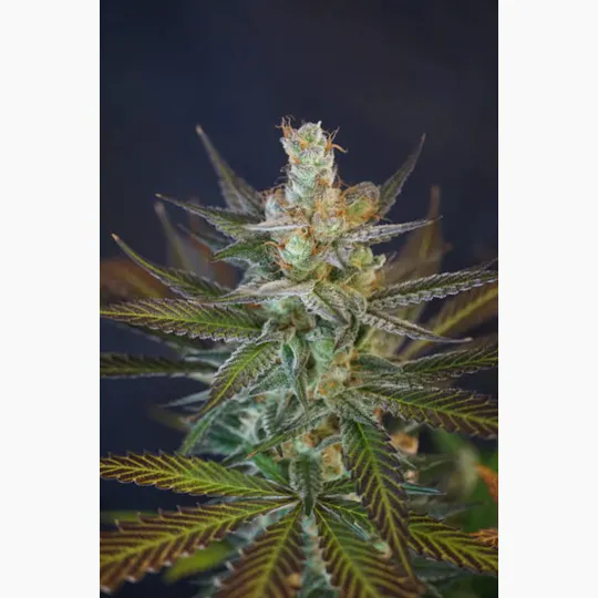 Colorado Seed Inc - SWEET NINA - 1