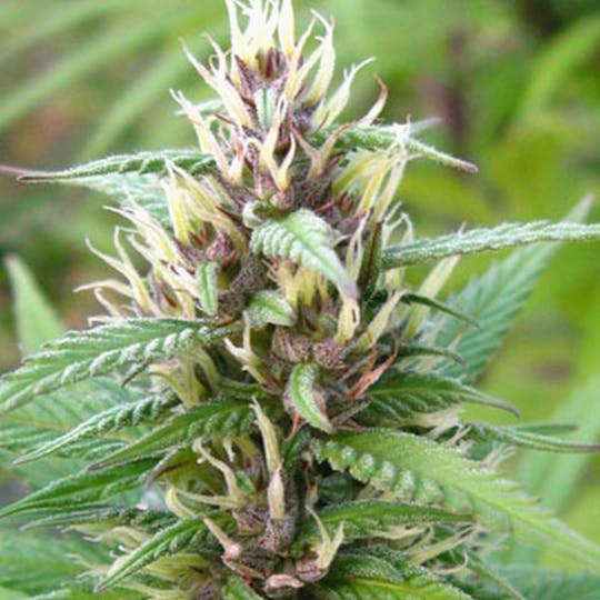 KC Brains - Mind Bender® - 1