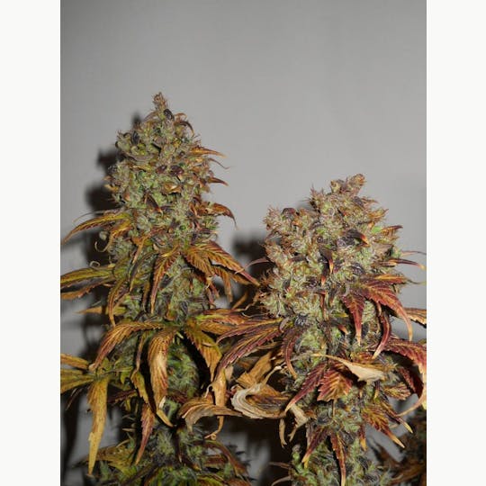 KC Brains - Mango® - 1