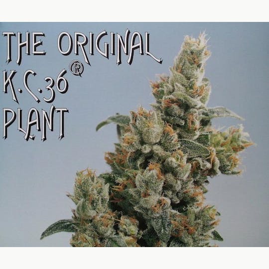 KC Brains - K.C. 36® - 1