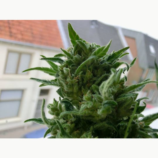 KC Brains - K.C. 33® - 1