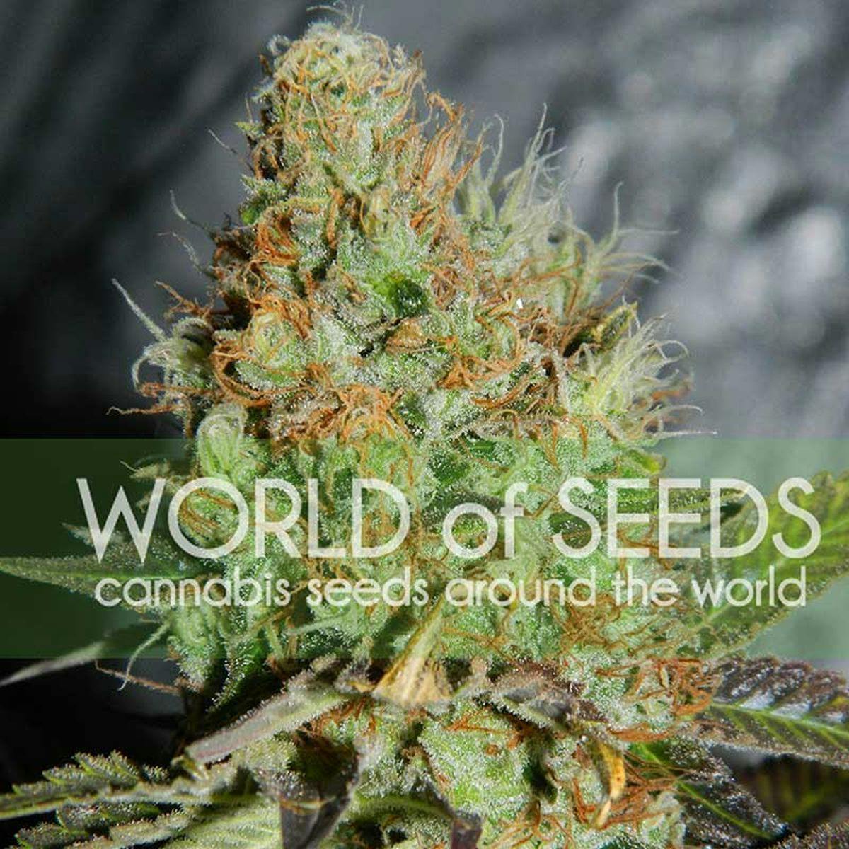 World Of Seeds - AFGHAN KUSH SPECIAL - 1