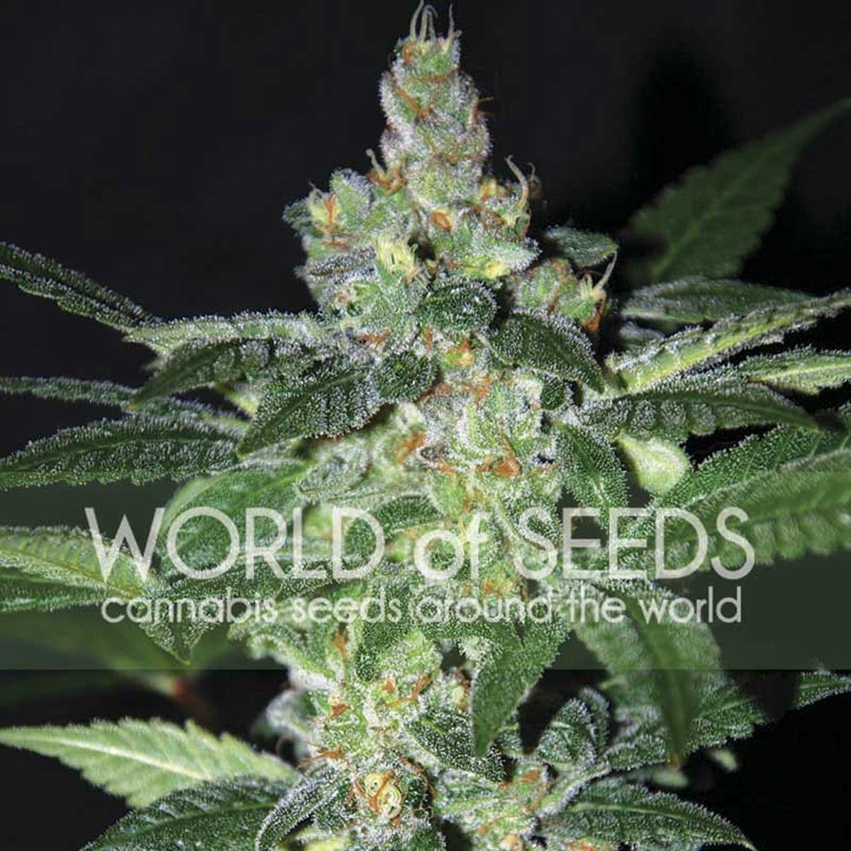 World Of Seeds - AMNESIA - 1