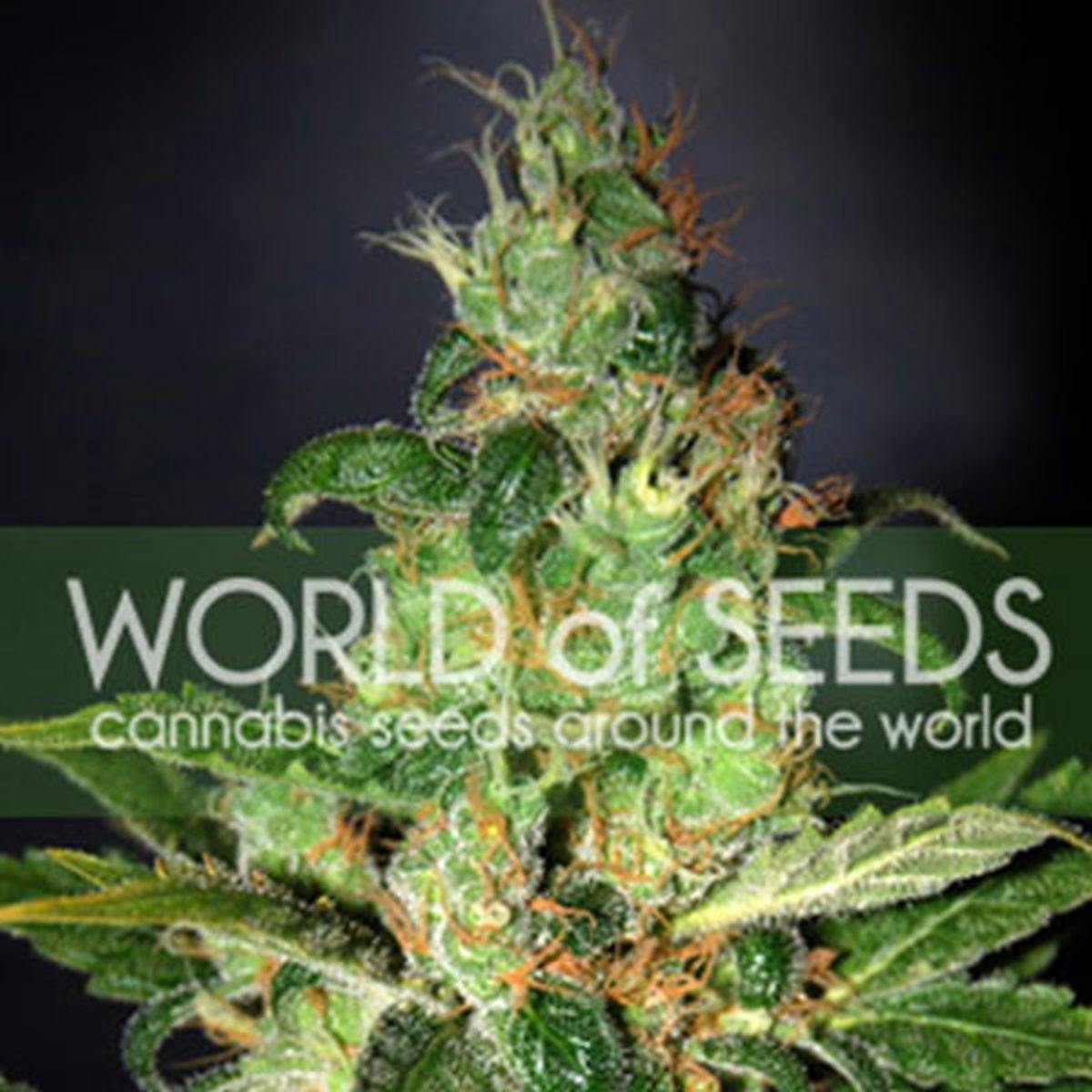 World Of Seeds - CHRONIC HAZE - 1