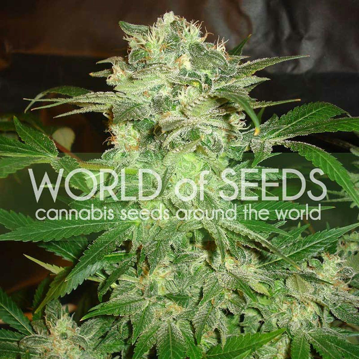 World Of Seeds - MAZAR KUSH - 1