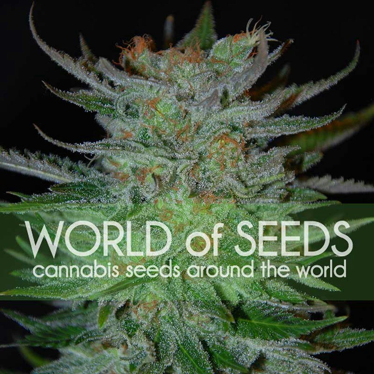 World Of Seeds - NEW YORK 47 - 1