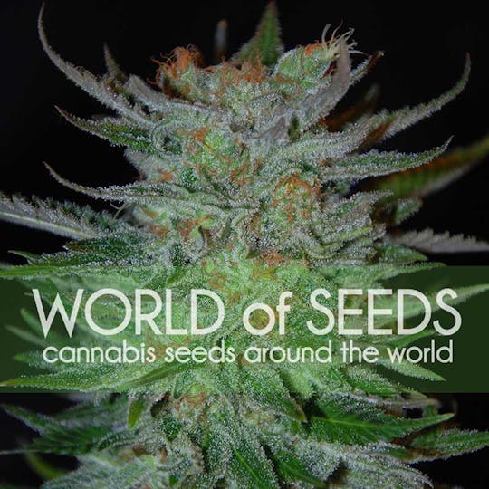 World Of Seeds - NEW YORK 47 - 1