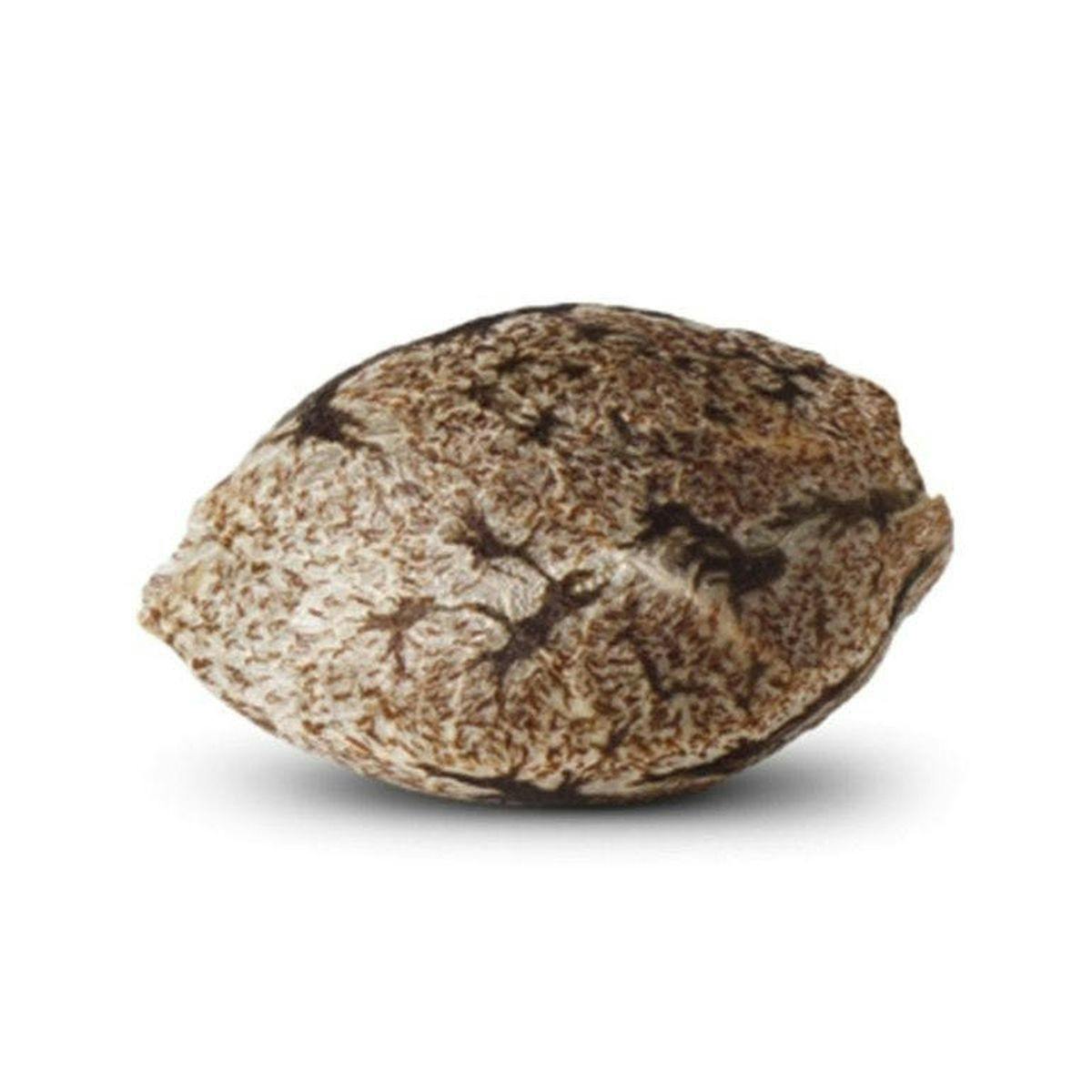 World Of Seeds - SKUNK 47 - 1