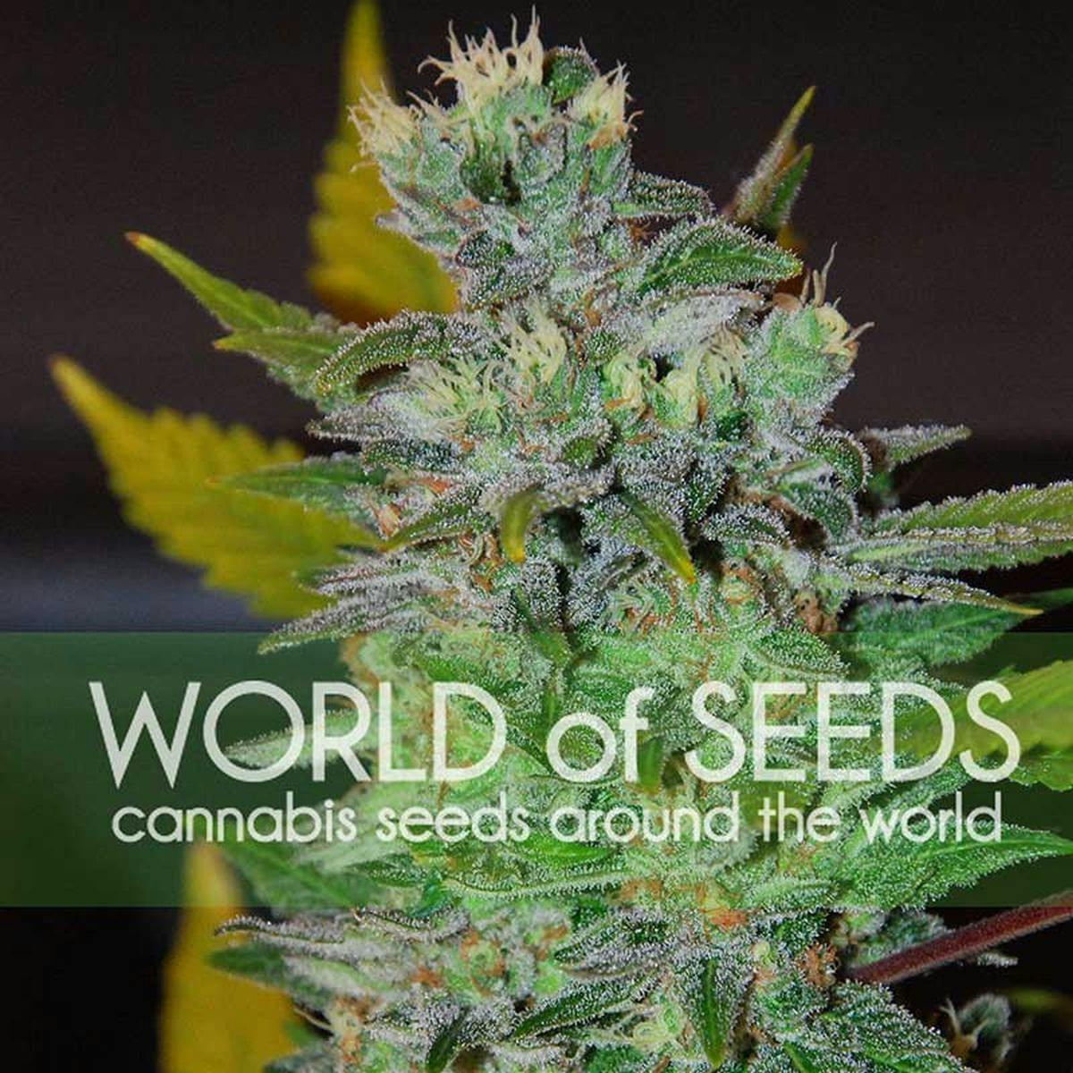 World Of Seeds - SPACE - 1