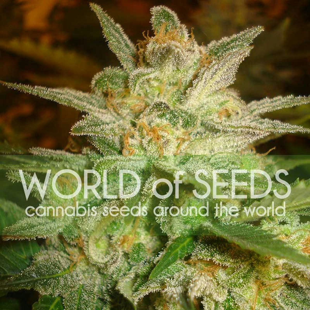 World Of Seeds - STAR 47 - 1