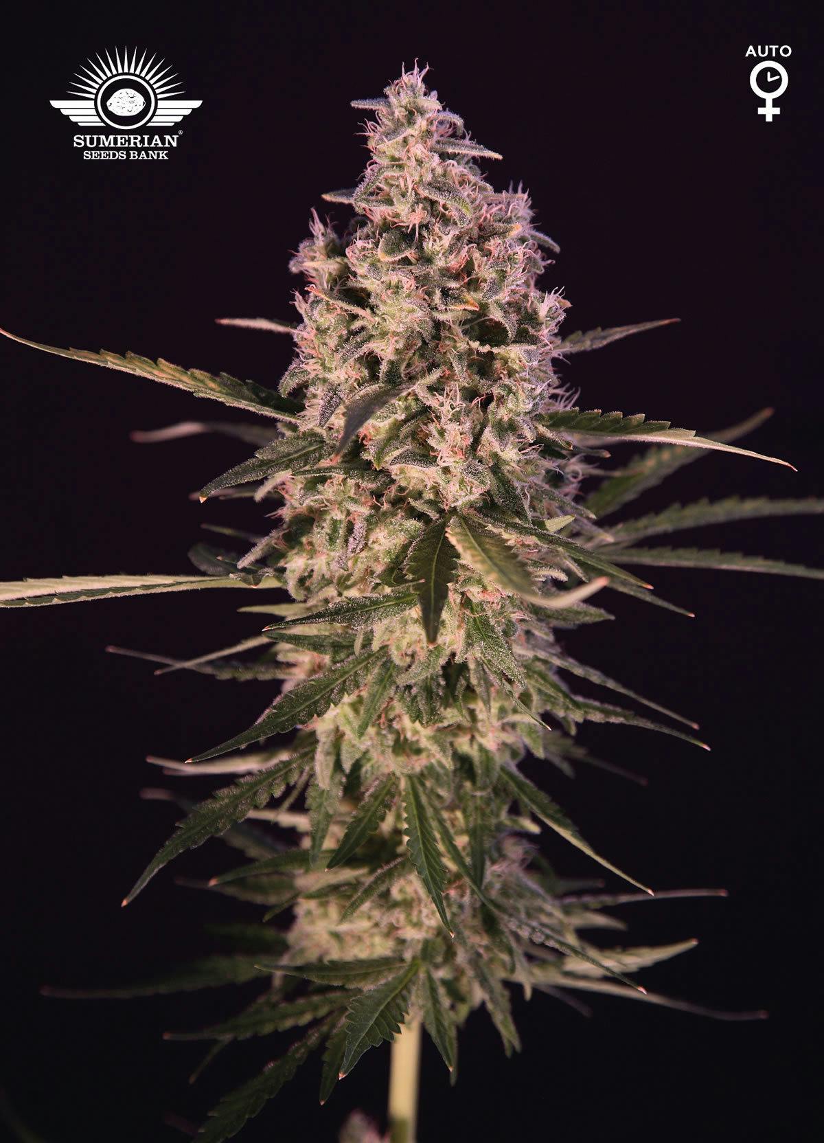 Sumerian Seeds Bank - APSU - 1